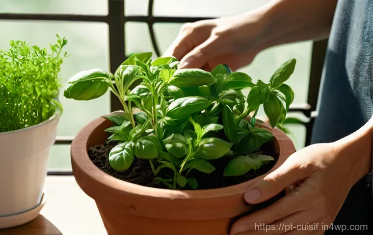 요리 명상과 지속 가능성 - **Mindful Harvest in a Portuguese Kitchen Garden:** A close-up shot of a person's hands gently harve...
